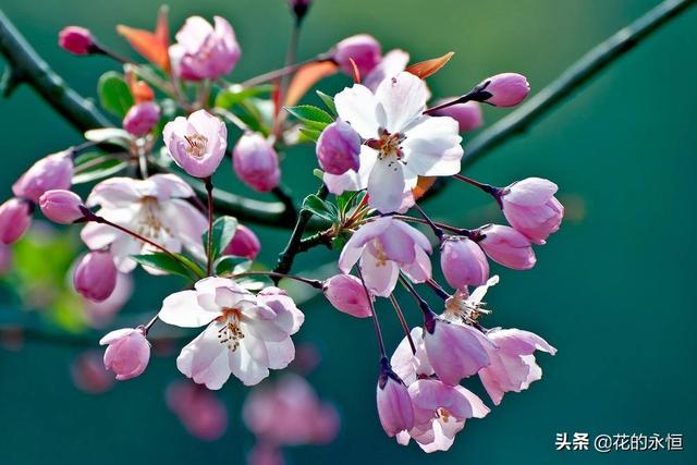 花为天地之灵物，人为万物之灵长。这三树两花值得一看