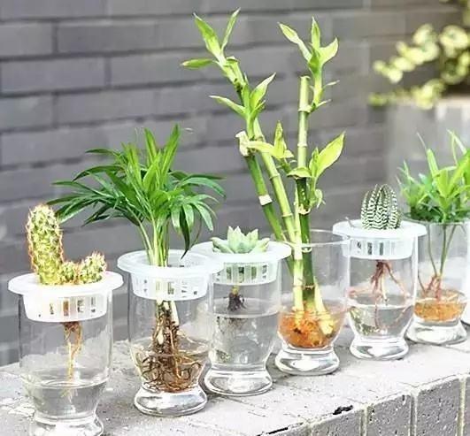 这几种花水培错不了，发芽新叶窜得快，到了花期满枝爆盆