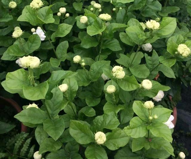 茉莉花五一了还面黄肌瘦不长新芽，根部出问题，花匠教你复壮技巧