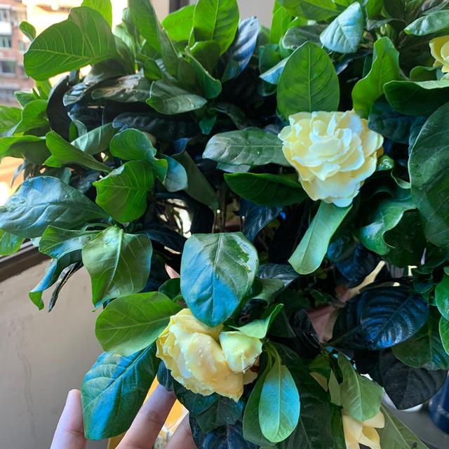 养栀子花，给它来点“枸杞”，花多开不停