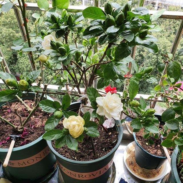 养栀子花，给它来点“枸杞”，花多开不停