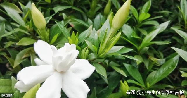 栀子花，黄叶，掉花苞，掌握以下几点，叶子油绿，轻松开花