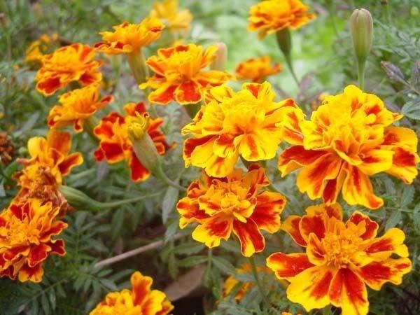 孔雀草开花爆盆，特别好养活，种子随便一丢就活