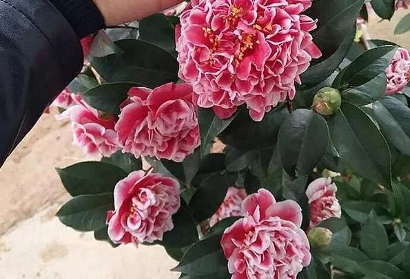 北方盆栽四季茶花，日常护理注重2点，枝叶旺、鲜花嗖嗖往外窜