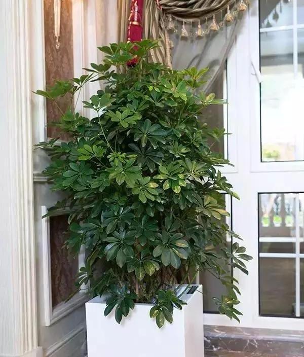 招财树换盆，3个原则不能错，7天就缓苗，叶片多，八方来财