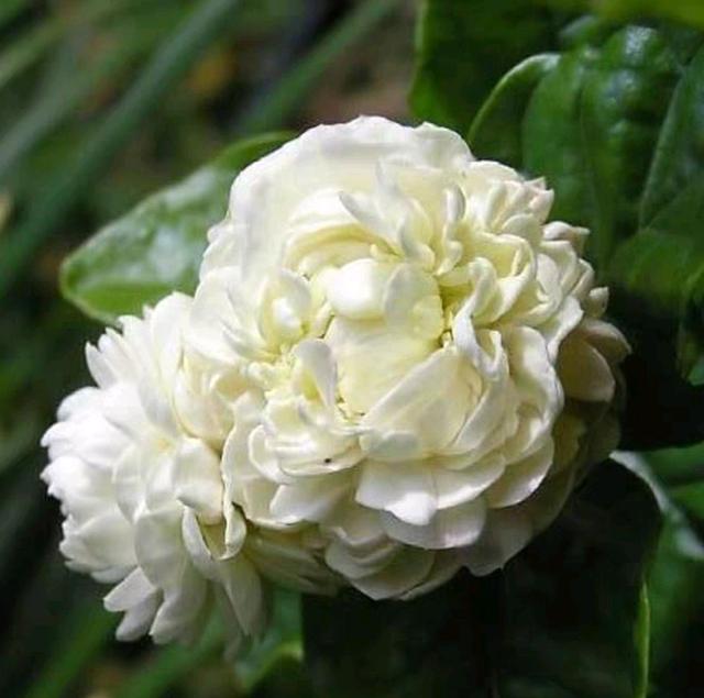 茉莉花五一了还面黄肌瘦不长新芽，根部出问题，花匠教你复壮技巧