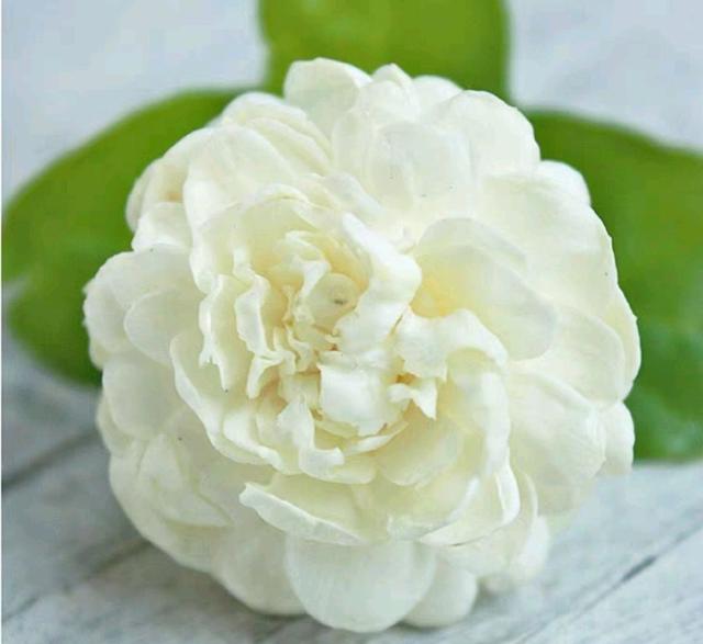茉莉花五一了还面黄肌瘦不长新芽，根部出问题，花匠教你复壮技巧