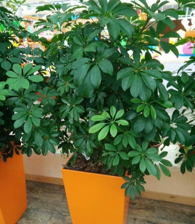 招财树换盆，3个原则不能错，7天就缓苗，叶片多，八方来财