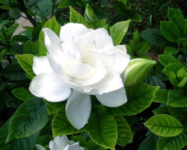 栀子花，花朵洁白如玉，花香浓郁，掌握养护技巧，轻松开满盆
