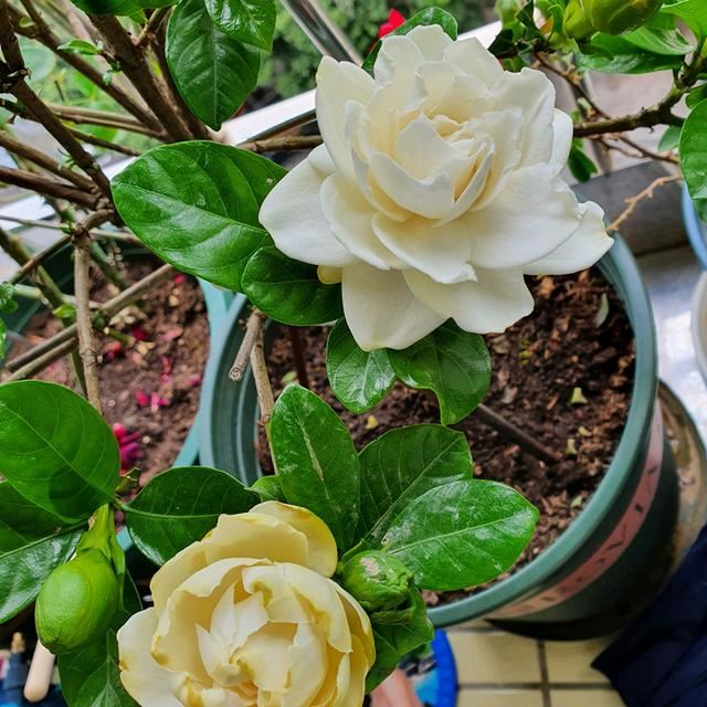 养栀子花，给它来点“枸杞”，花多开不停