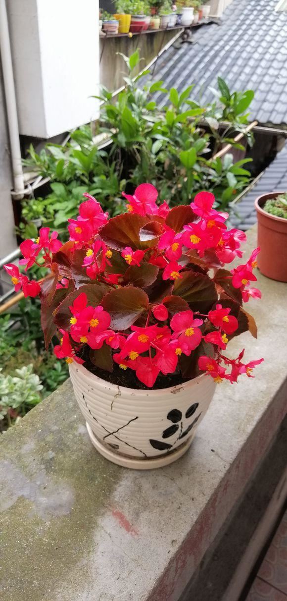 四季海棠焦边干枯，巧用三招，花朵成簇开放香气袭人