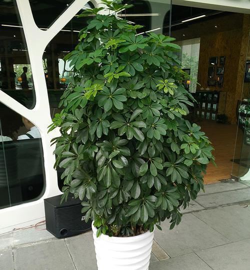 招财树换盆，3个原则不能错，7天就缓苗，叶片多，八方来财