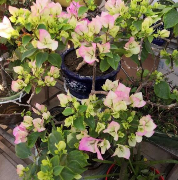 夏季赏花选三角梅，管理掌握5个小技巧，盆盆月月花开不停
