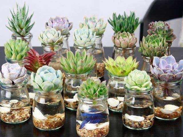 这几种花水培错不了，发芽新叶窜得快，到了花期满枝爆盆