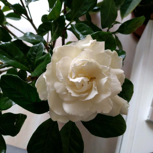 养栀子花，给它来点“枸杞”，花多开不停