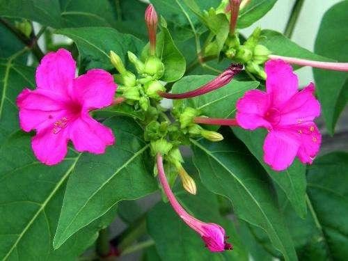 这些花容易养，开花芳香四溢，美丽动人，春天正好种在花盆里
