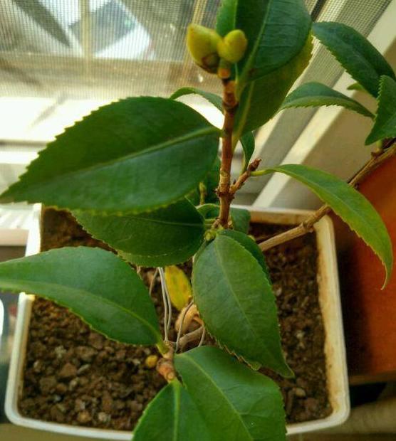 北方盆栽四季茶花，日常护理注重2点，枝叶旺、鲜花嗖嗖往外窜