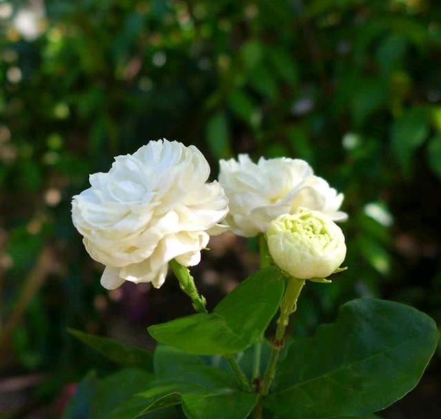 茉莉花五一了还面黄肌瘦不长新芽，根部出问题，花匠教你复壮技巧