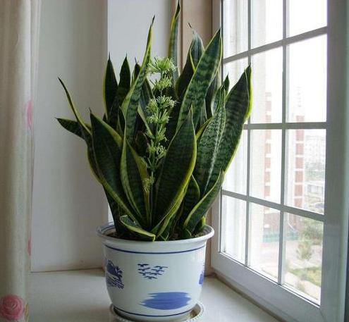 入秋后，虎皮兰“讨厌”喝水，给它换个“口味”，开出漂亮花朵