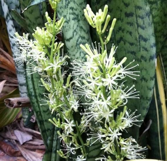 入秋后，虎皮兰“讨厌”喝水，给它换个“口味”，开出漂亮花朵