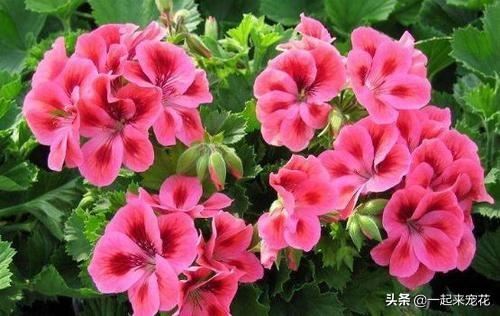 出门捡点树皮，煮一煮用来养花，土壤疏松肥沃，养啥都爆盆！
