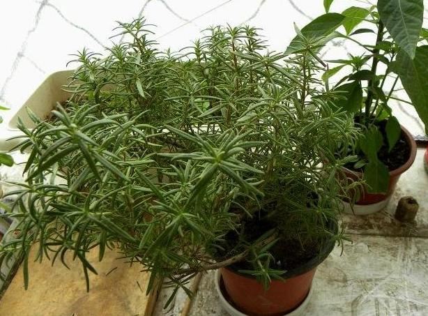 卧室养这3种“健康”花，杀菌又吸尘，舒服安睡整晚，太值了