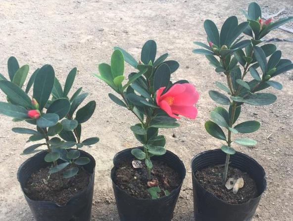北方盆栽四季茶花，日常护理注重2点，枝叶旺、鲜花嗖嗖往外窜