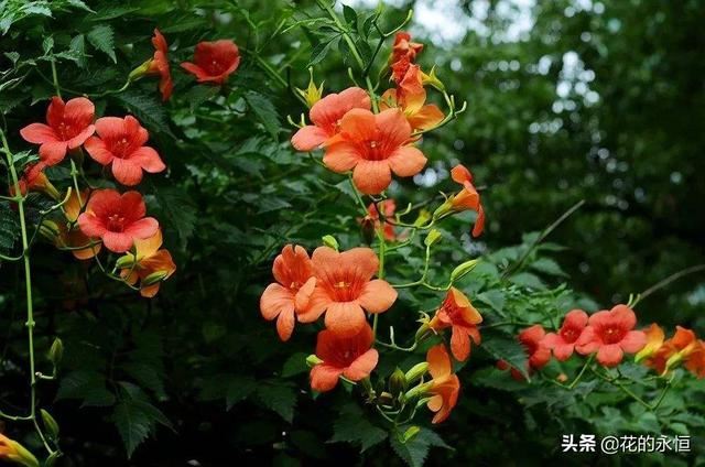 花为天地之灵物，人为万物之灵长。这三树两花值得一看