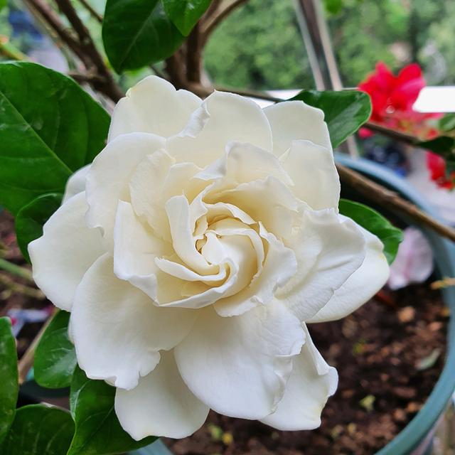 养栀子花，给它来点“枸杞”，花多开不停
