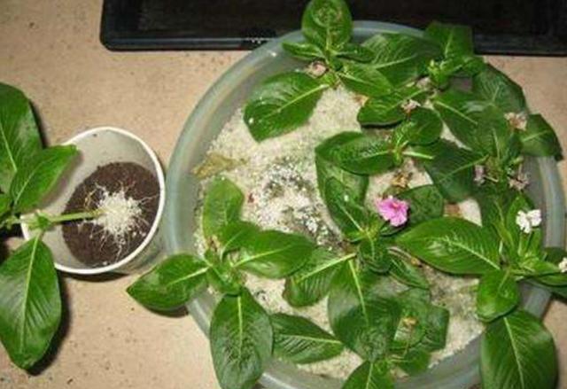 长春花开完花，咔咔一顿剪，开花量更大，还能顺便变多盆