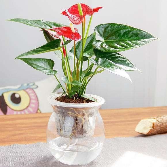 这几种花水培错不了，发芽新叶窜得快，到了花期满枝爆盆