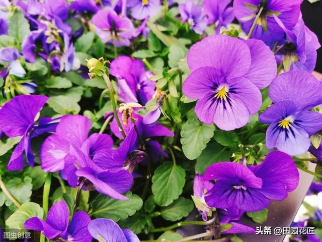 角堇只能冬天开花？您可能有误解，这样养殖，现在还能花开爆盆！