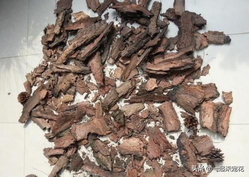 出门捡点树皮，煮一煮用来养花，土壤疏松肥沃，养啥都爆盆！