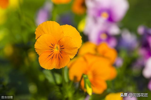 角堇只能冬天开花？您可能有误解，这样养殖，现在还能花开爆盆！