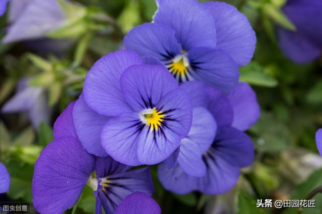 角堇只能冬天开花？您可能有误解，这样养殖，现在还能花开爆盆！