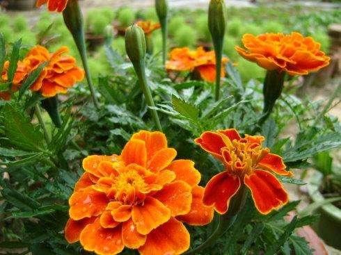 孔雀草开花爆盆，特别好养活，种子随便一丢就活