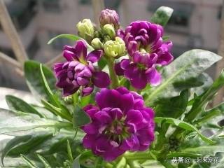 出门捡点树皮，煮一煮用来养花，土壤疏松肥沃，养啥都爆盆！