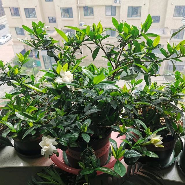 养栀子花，给它来点“枸杞”，花多开不停
