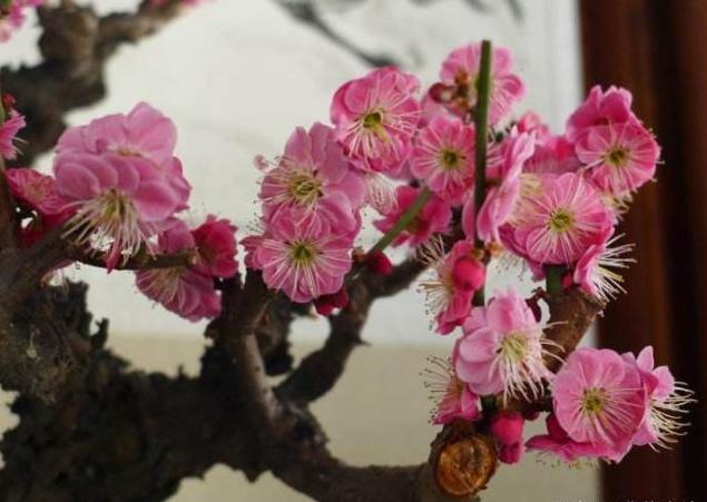 “3种”耐寒花，天越冷开得越香，在家养一盆，芳香四溢，靠谱！