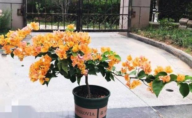 夏季赏花选三角梅，管理掌握5个小技巧，盆盆月月花开不停