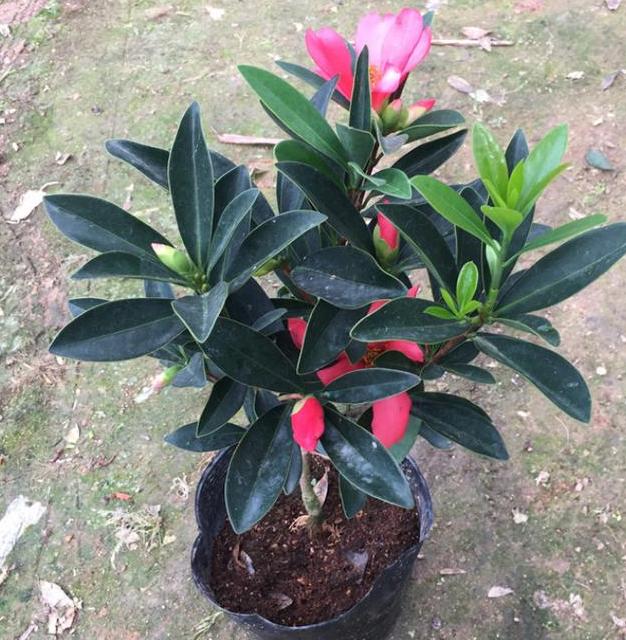 北方盆栽四季茶花，日常护理注重2点，枝叶旺、鲜花嗖嗖往外窜