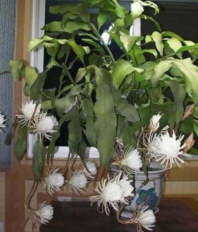 卧室养这3种“健康”花，杀菌又吸尘，舒服安睡整晚，太值了