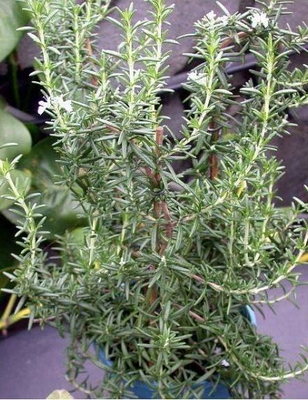 卧室养这3种“健康”花，杀菌又吸尘，舒服安睡整晚，太值了
