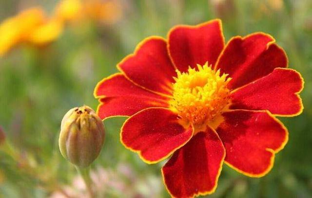 孔雀草开花爆盆，特别好养活，种子随便一丢就活