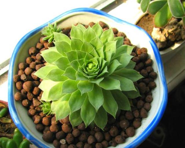 想要解决花草黄叶烂根问题，就往盆里添它们，土壤秒变透水透气