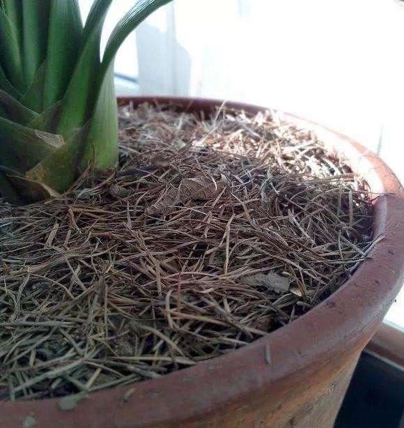 2种杂物放花盆里，养花很好，不生虫，土不板结，长势旺开花多