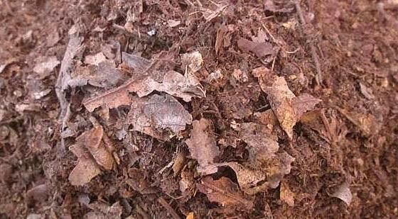 想要养好花就得会施肥，自己动手在家做，既实用环保又有趣