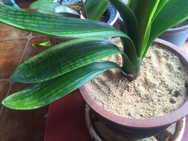 2种杂物放花盆里，养花很好，不生虫，土不板结，长势旺开花多