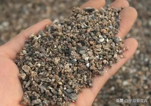 虎皮兰总烂根？别担心，把这“3种垃圾”垫盆里，再也不烂根！
