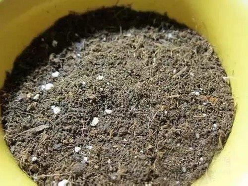 6种需要用小盆养的花，少浇水不烂根，开花多叶子常青